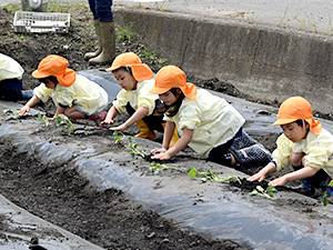 さつまいも苗植え